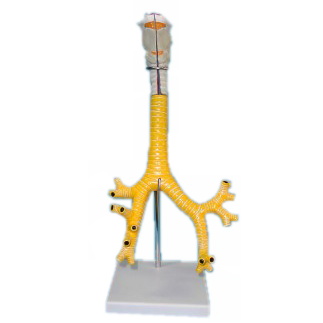 自然喉與氣管模型