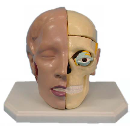 大頭臚解剖模型