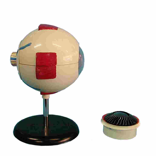 眼成像兩用模型