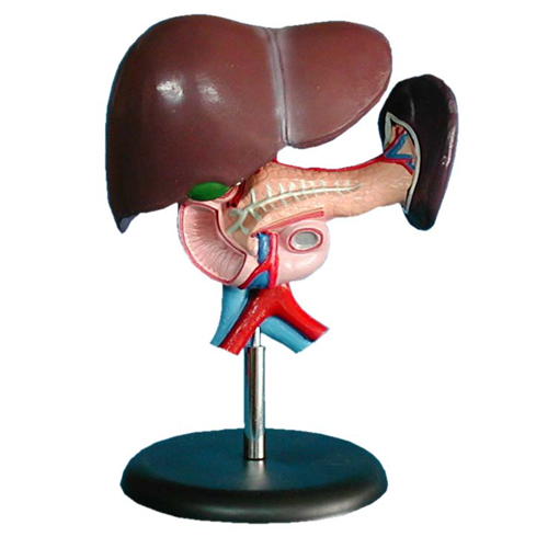 自然重要內臟模型