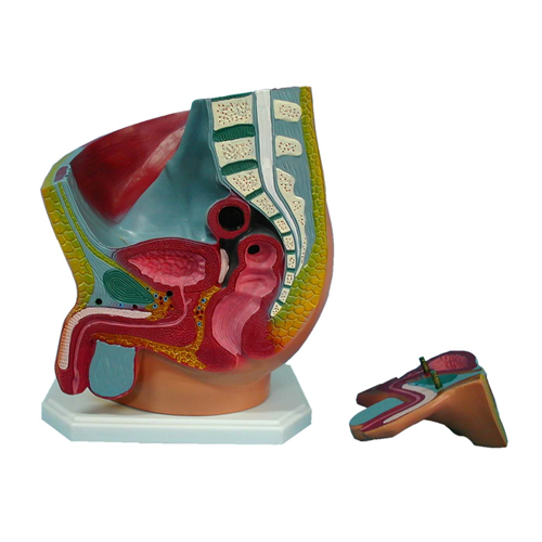 男性腹盆腔解剖模型