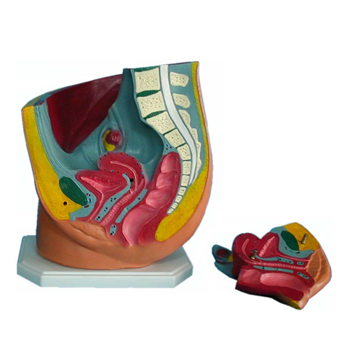 女性腹盆腔解剖模型