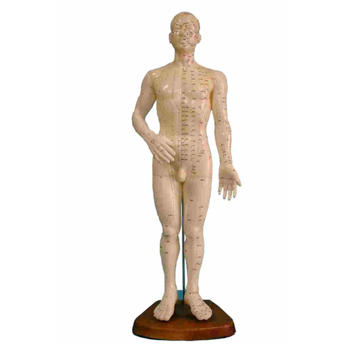 男針針灸人模型