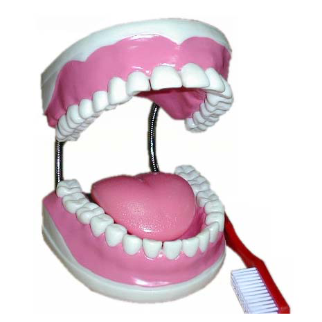 有牙縫牙齒模型