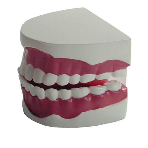 牙齒模型(約2倍大)