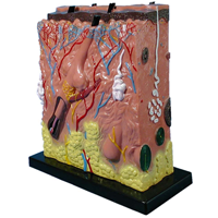 大型皮膚多剖面模型