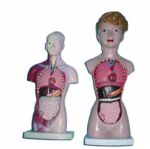 人體解剖模型組