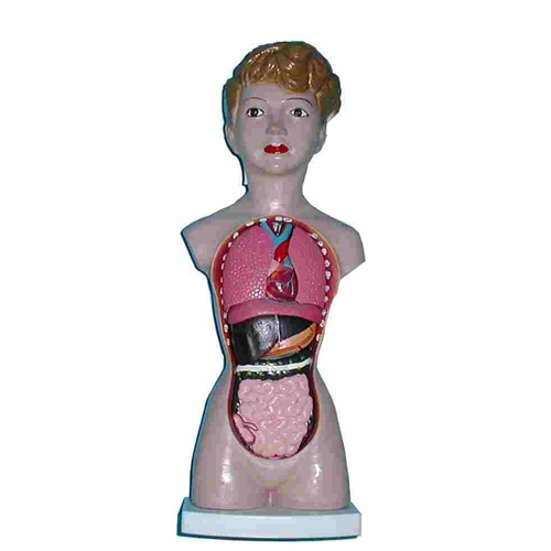 小型人體解剖模型(女)